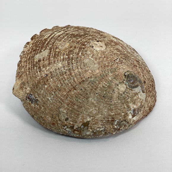 Green Abalone Sea Shell One Side Polished Natural Beach Craft 5.5" X 4.25" - Picture 12 of 15